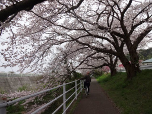 ステキな近所　今年の桜