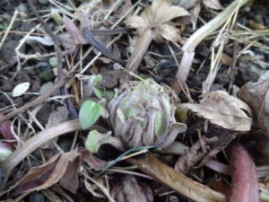 今日からお休み　ふきのとうみっけ。